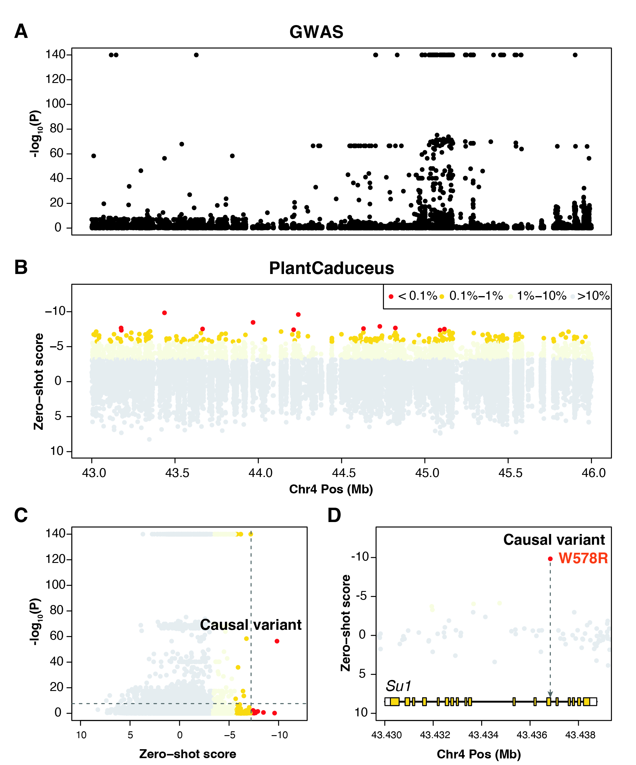 Sweet corn Su1 gene analysis